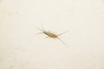 Insect feeding on paper - silverfish, thermobia. Pest books and newspapers.
