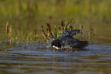 Foulque macroule (Fulica atra - Eurasian Coot) au bain.