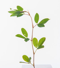 leaves, plants, and grasses on the white background