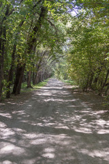curved trees along the road
