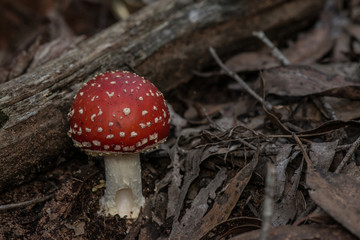 wild mushroom amanita muscaria