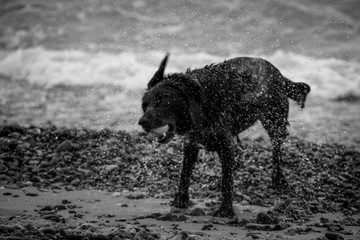 Dog shaking off water at a pebble beach, seaside