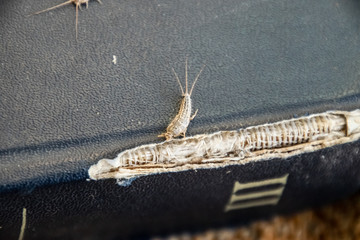 lepisma on the tattered cover of an old book. Insect feeding on paper - silverfish, lepisma. Pest...