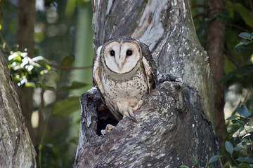masked owl