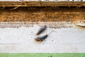 silverfish thermobia near the binding of an old book. Insect feeding on paper - silverfish, lepisma. Pest books and newspapers.