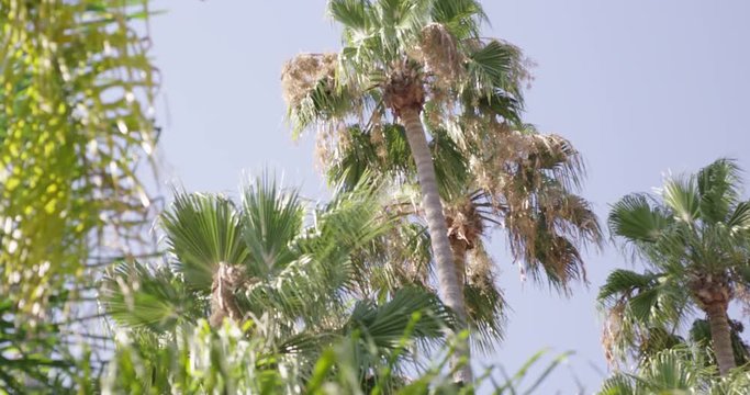 Palm trees blowing in the wind on beautiful hot summer day - close up
