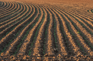 Plowed fields patterns