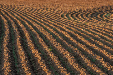Plowed fields patterns