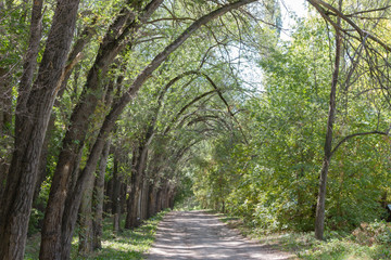 curved trees along the road