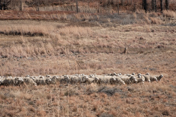 sheep farm