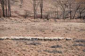sheep farm