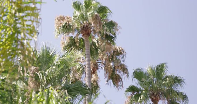 Palm trees blowing in the wind on beautiful hot summer day