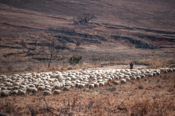 sheep farm