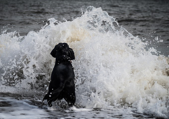 Dog in ocean jumping over crashing wave