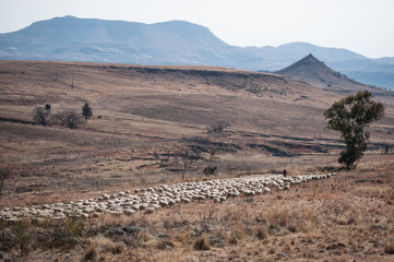 sheep farm
