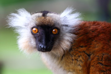 Lémur Macaco