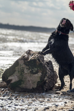 Dog standing on driftwood log at the beach licking face