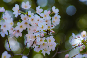 春 新生活 桜 さくら 縁起 始まり イメージ