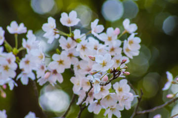 春 新生活 桜 さくら 縁起 始まり イメージ