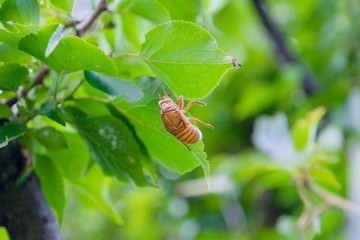 セミの抜け殻 蝉 カラ 殻 脱皮 初夏 夏