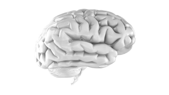 3D animation of the human brain, rotates 360 on white background 