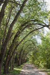 Curved trees along a dirt road
