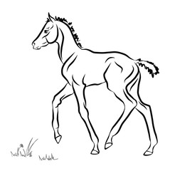 An illustration of a foal in the meadow.
