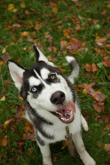 Dog husky having fun outdoor in the park