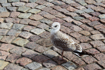 Seagull standing on a sunlit cobblestone road