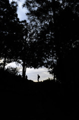Obraz na płótnie Canvas evening seen of forest with darking 