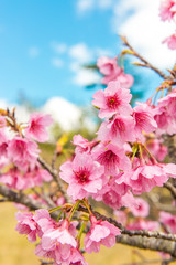 沖縄の緋寒桜