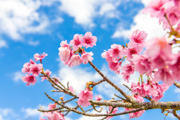 沖縄の緋寒桜