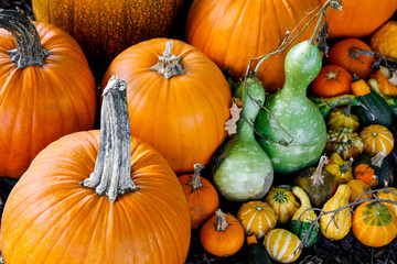 A seasonal autumn harvest display of gourds, squash, pumpkins