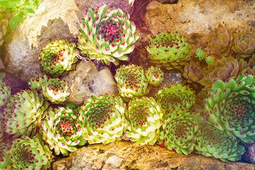 Cactus succulent garden desert plants. Agave succulents growing on stones