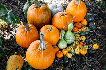 A seasonal autumn harvest display of gourds, squash, pumpkins
