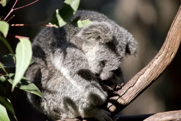 Papier Peint photo Koala joey koala