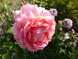 pink ostin`s rose