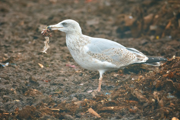 Obraz premium seagull in city garbage dump catch food