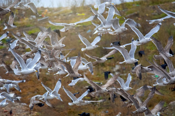 many flying and seating gulls in sky and on earth