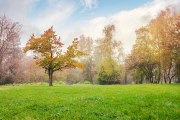 oak tree on the grassy park meadow. lovely foggy autumn nature scenery. - obrazy, fototapety, plakaty