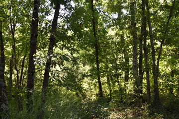 Fototapeta na wymiar view of trees in the woods