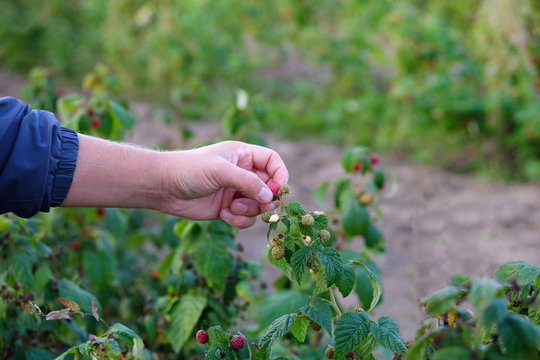 Hands picking sweet raspberry. Berry harvest in autumn season, seasonal worker in work on raspberry plantation.