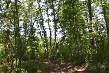 Obraz premium view of trees in the woods