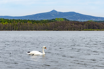 Swan on water of Hamer Lake (Hamersky pond) with beautiful view on mount Jested (Liberec region), Northern Bohemia