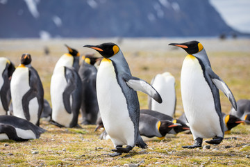 Fototapeta premium penguin in the arctic