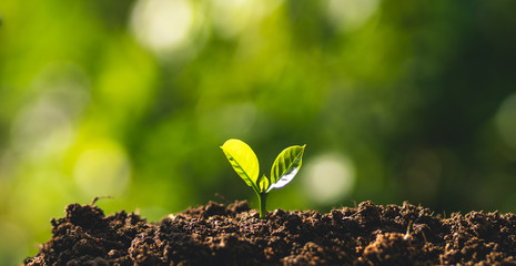 small tree sapling Coffee tree Care by hand Natural evening background
