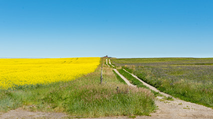Rural Farmland