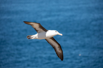seagull in the sun in antarctica gull