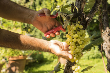 Naklejka na ściany i meble harvest of grapes in a vineyard