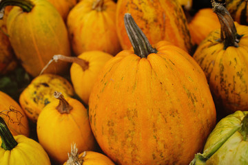 a large harvest of pumpkins on the background of the garden